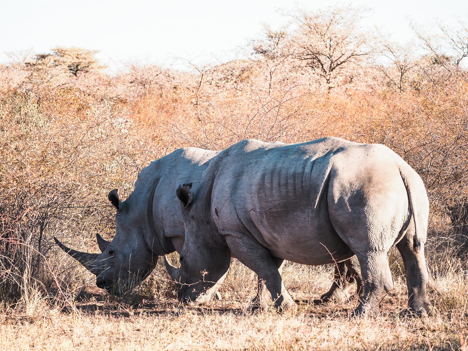 Botswana, Khama Rhino Sanctuary