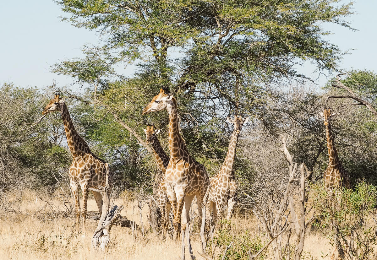 Südafrika Krüger Nationalpark