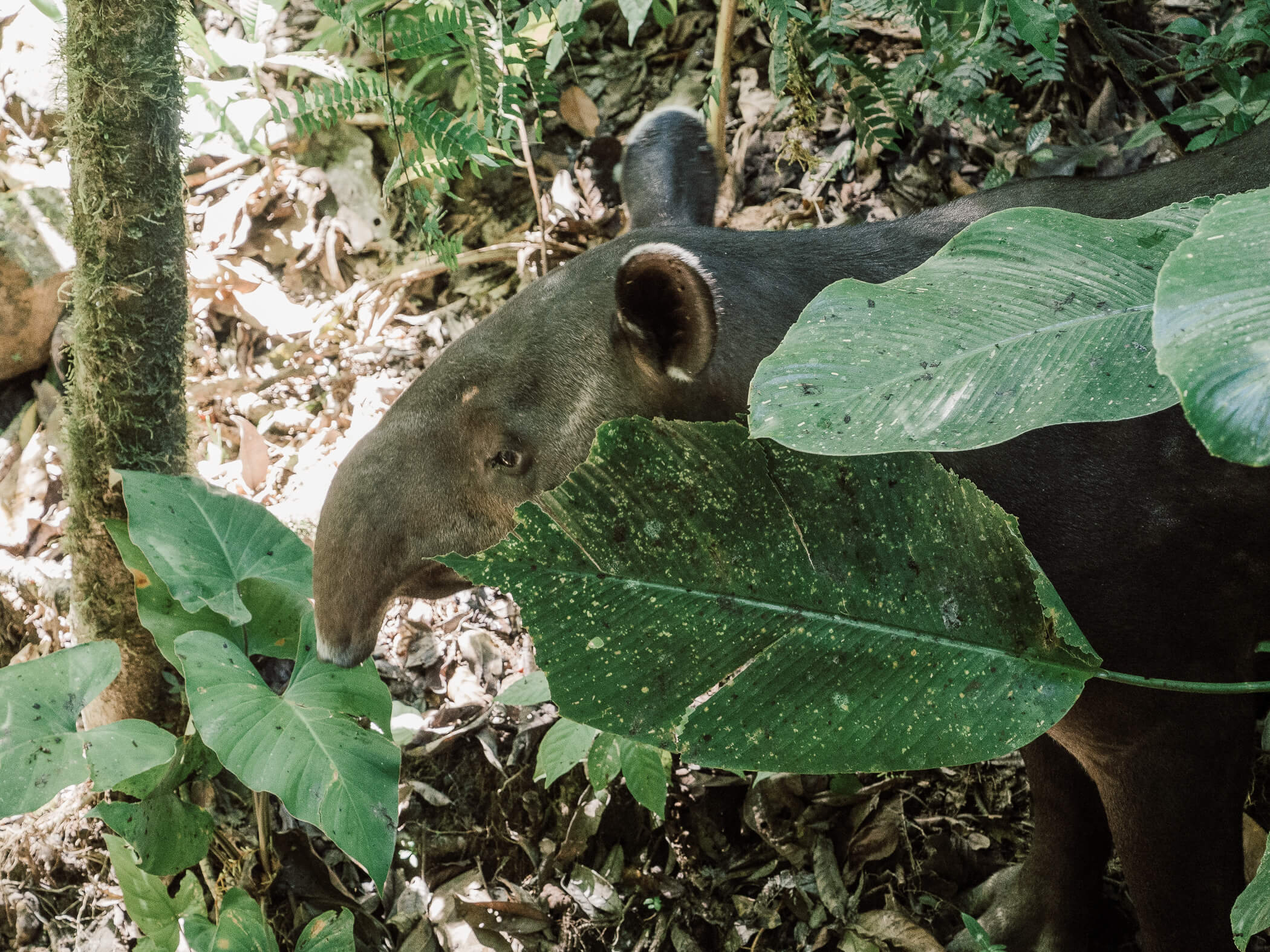 Tapir im Corcovado Nationalpark