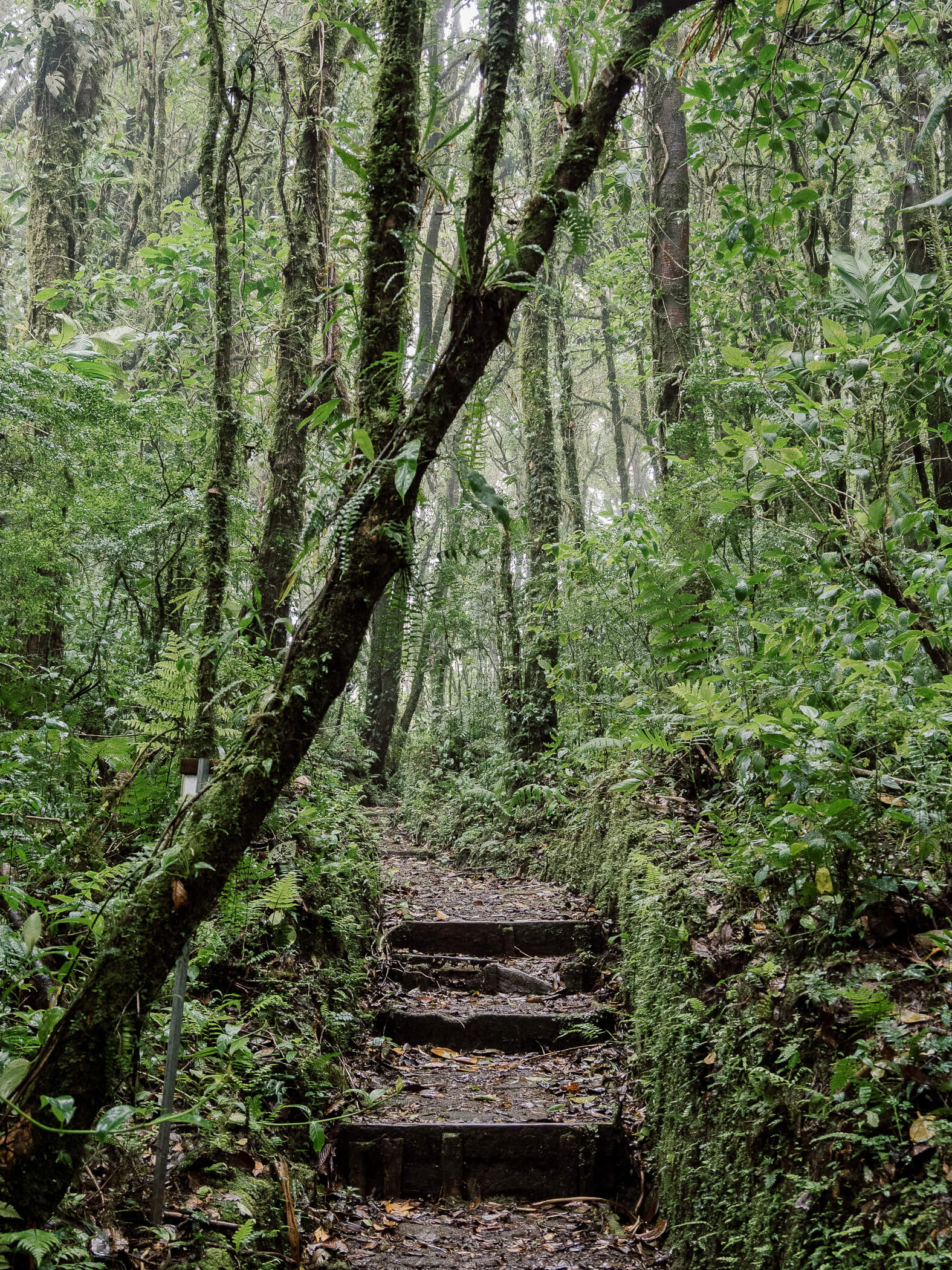 Nebelwald-Costa-Rica