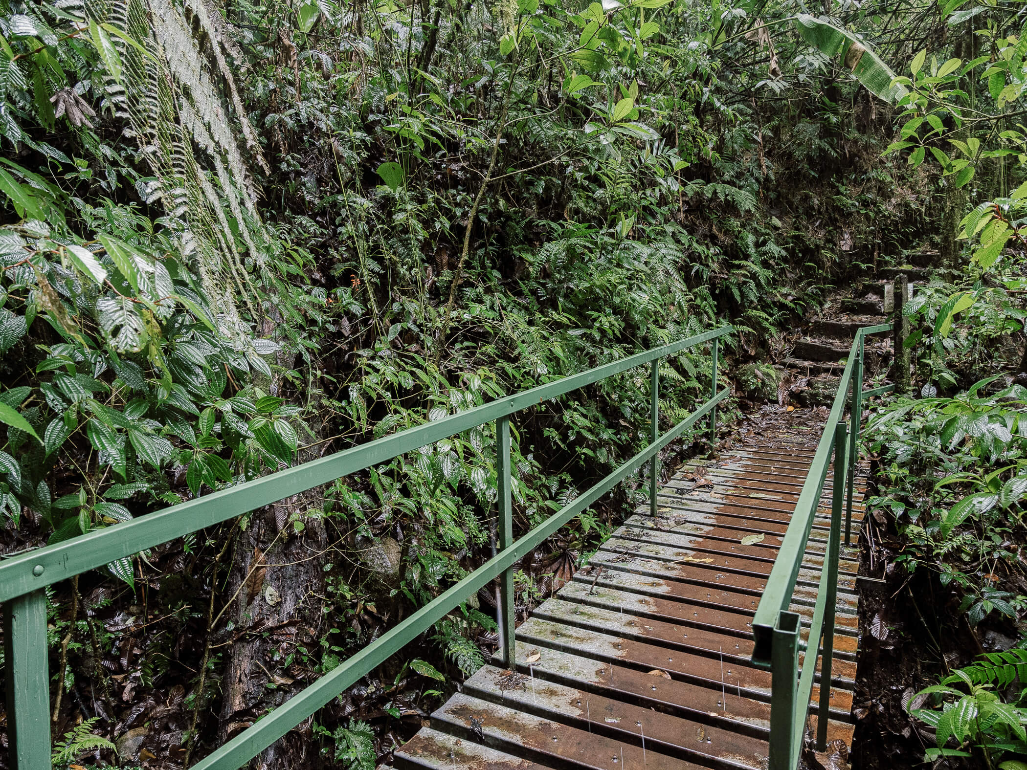Nebelwald-Costa-Rica
